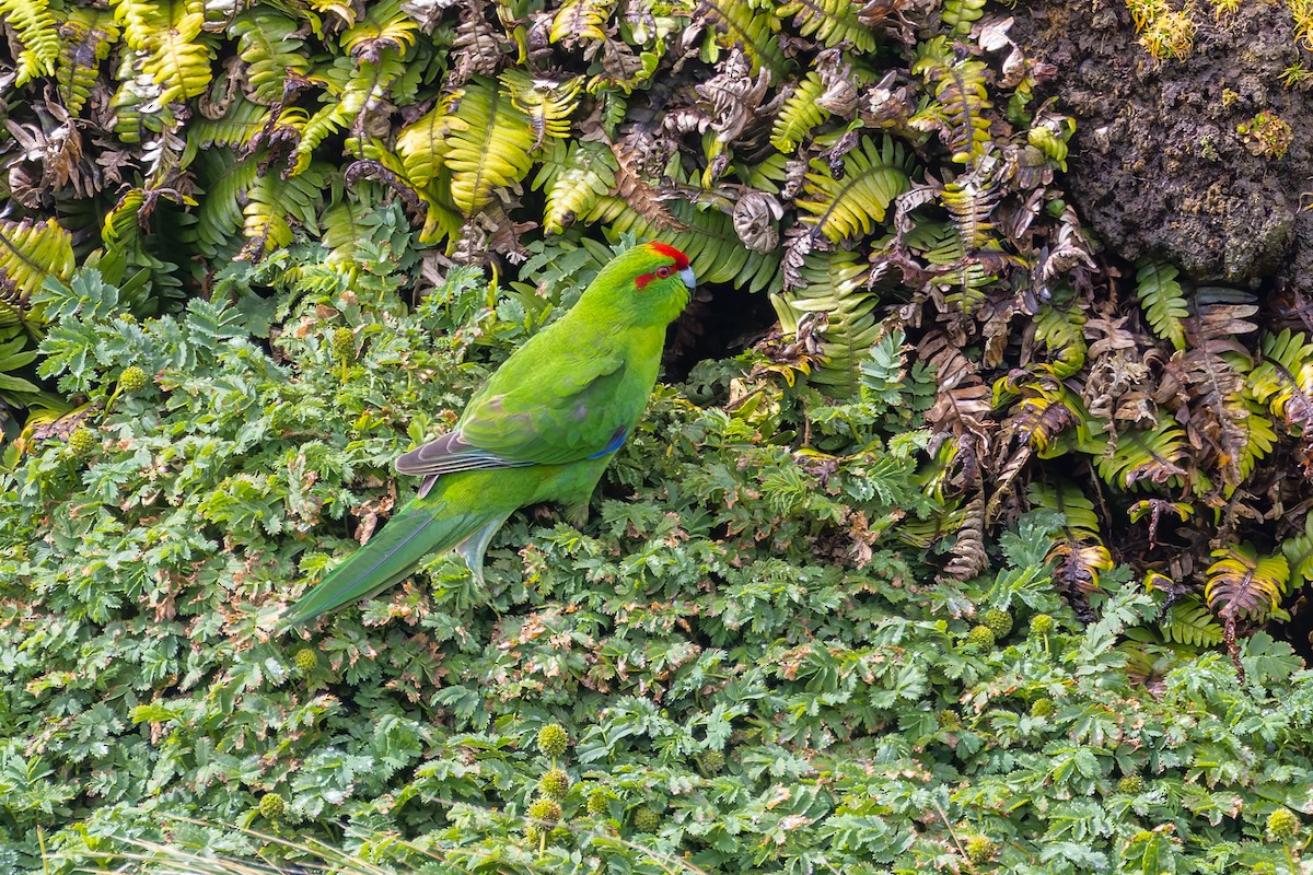 Red-crowned Parakeet - ML634325095