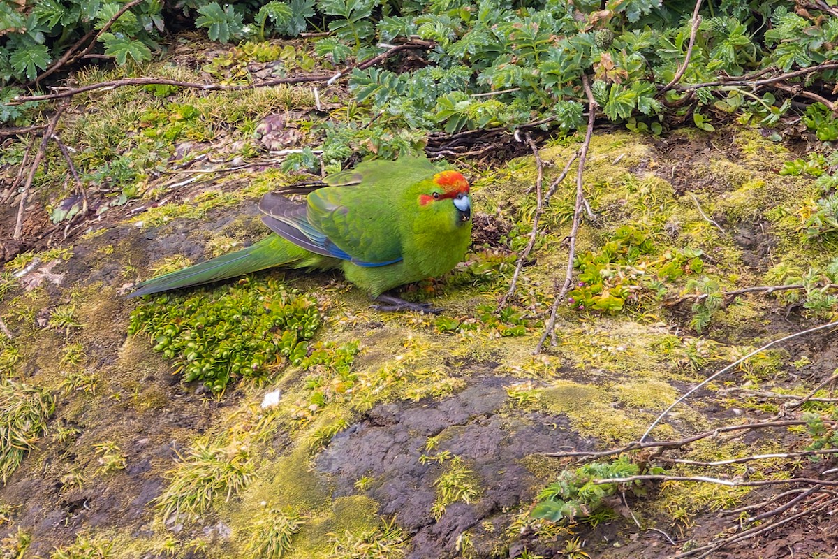 Red-crowned Parakeet - ML634325097