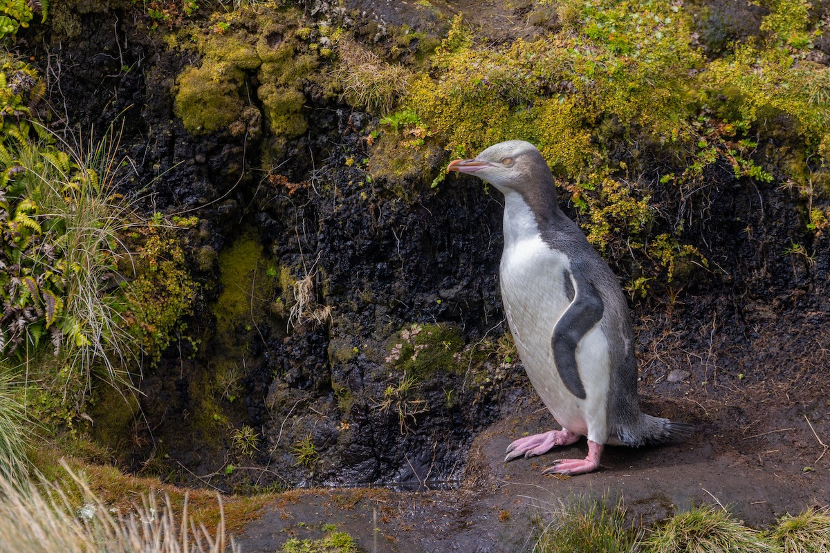 Yellow-eyed Penguin - ML634325108