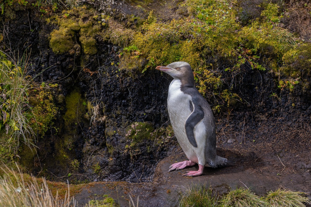 Yellow-eyed Penguin - ML634325110