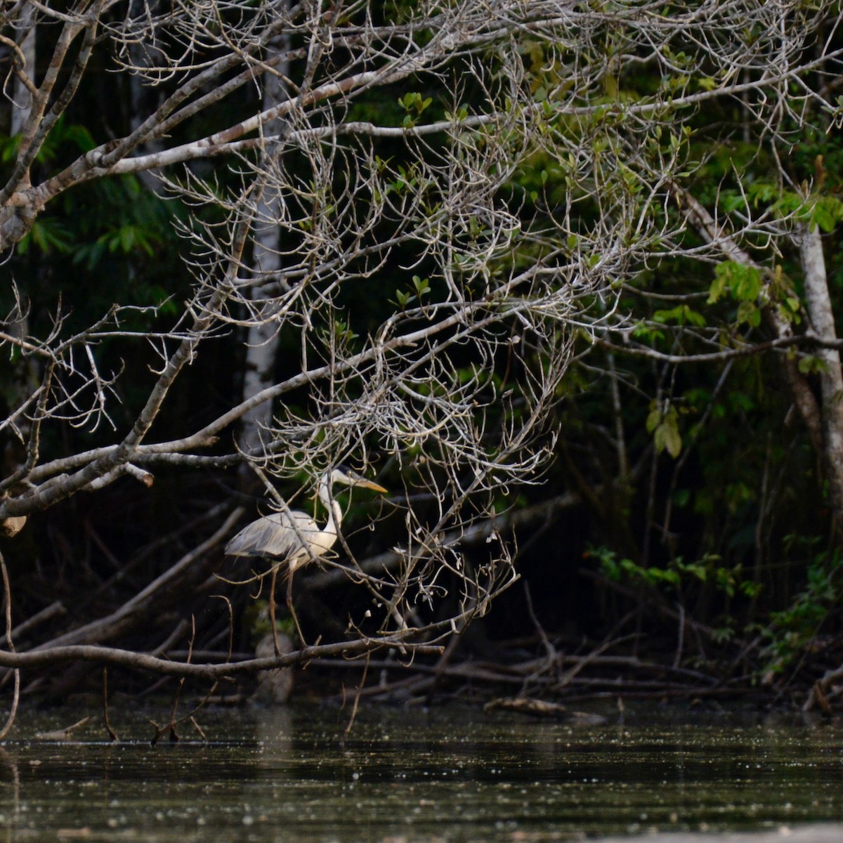 Чапля-кокої - ML634325115