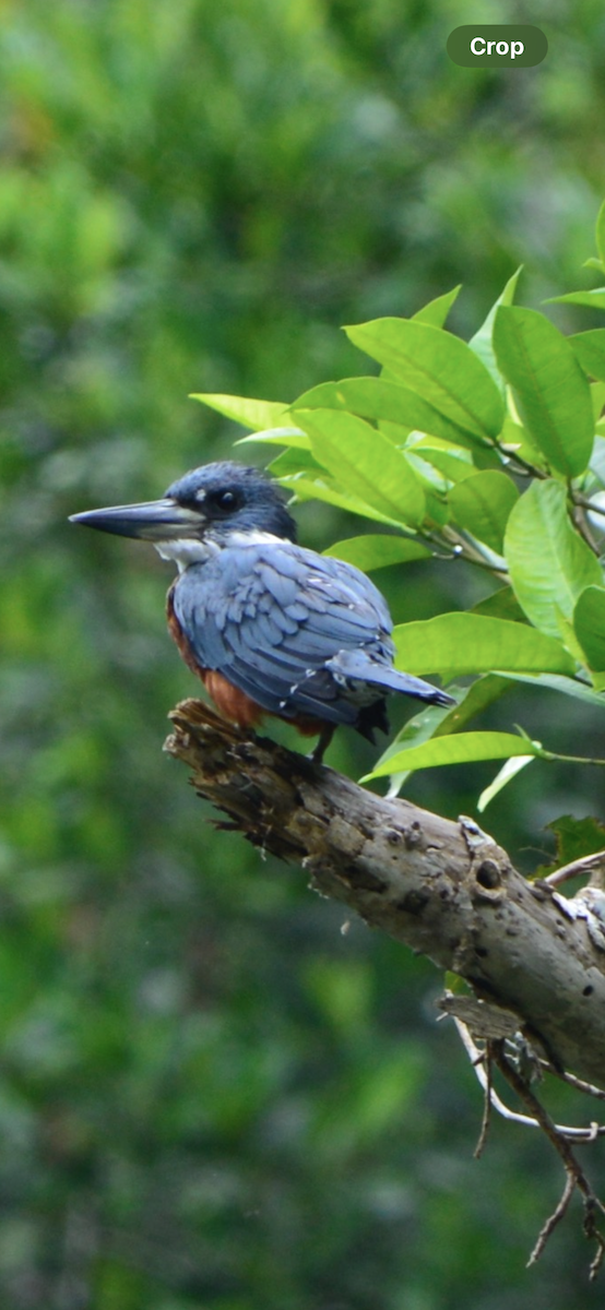 Рибалочка зелений - ML634325126