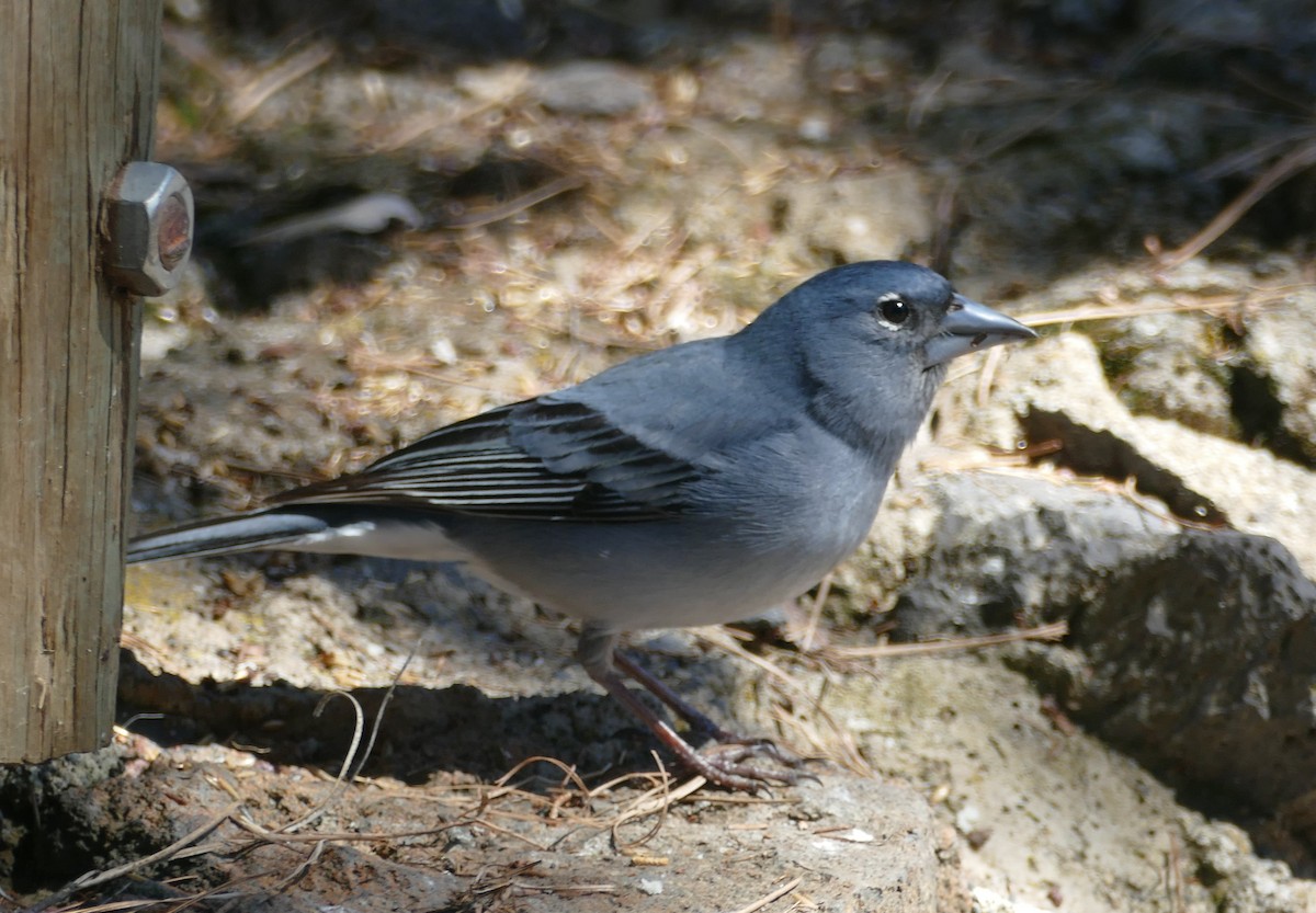 Pinson bleu - ML634325129
