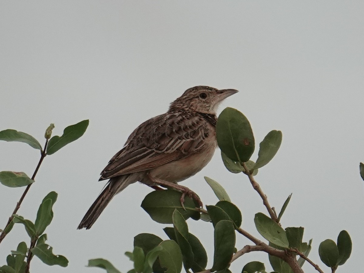 Red-winged Lark - ML634325185
