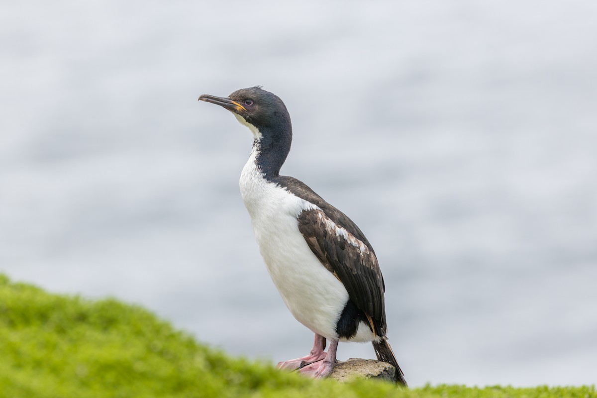 Auckland Islands Shag - ML634325208