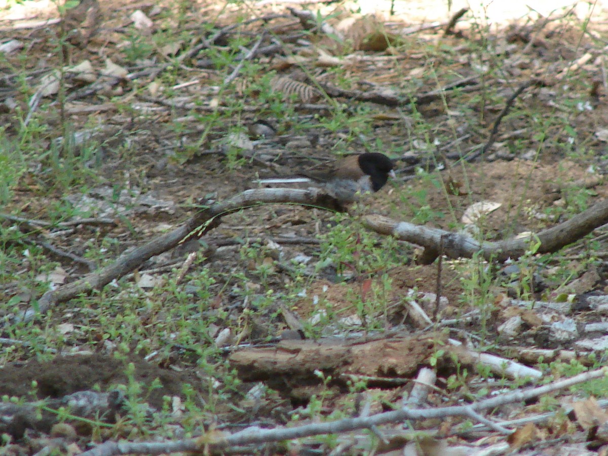 Dark-eyed Junco - ML63432521