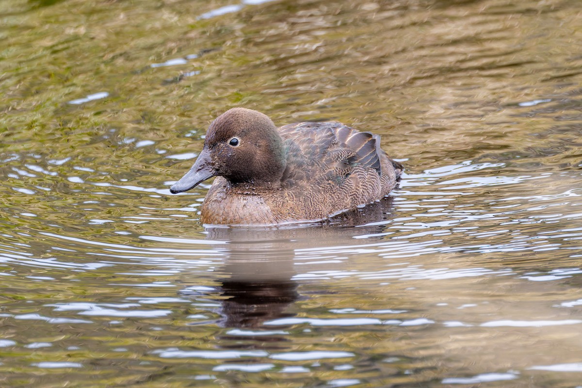 Auckland Islands Teal - ML634325225