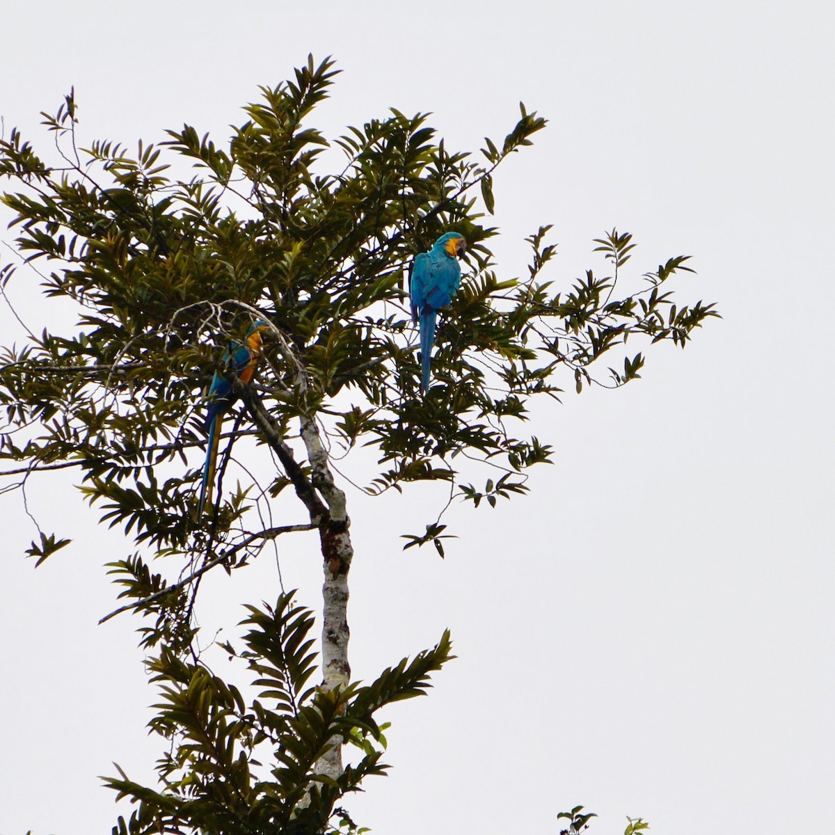 Араурана - ML634325341