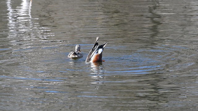 Northern Shoveler - ML634325422