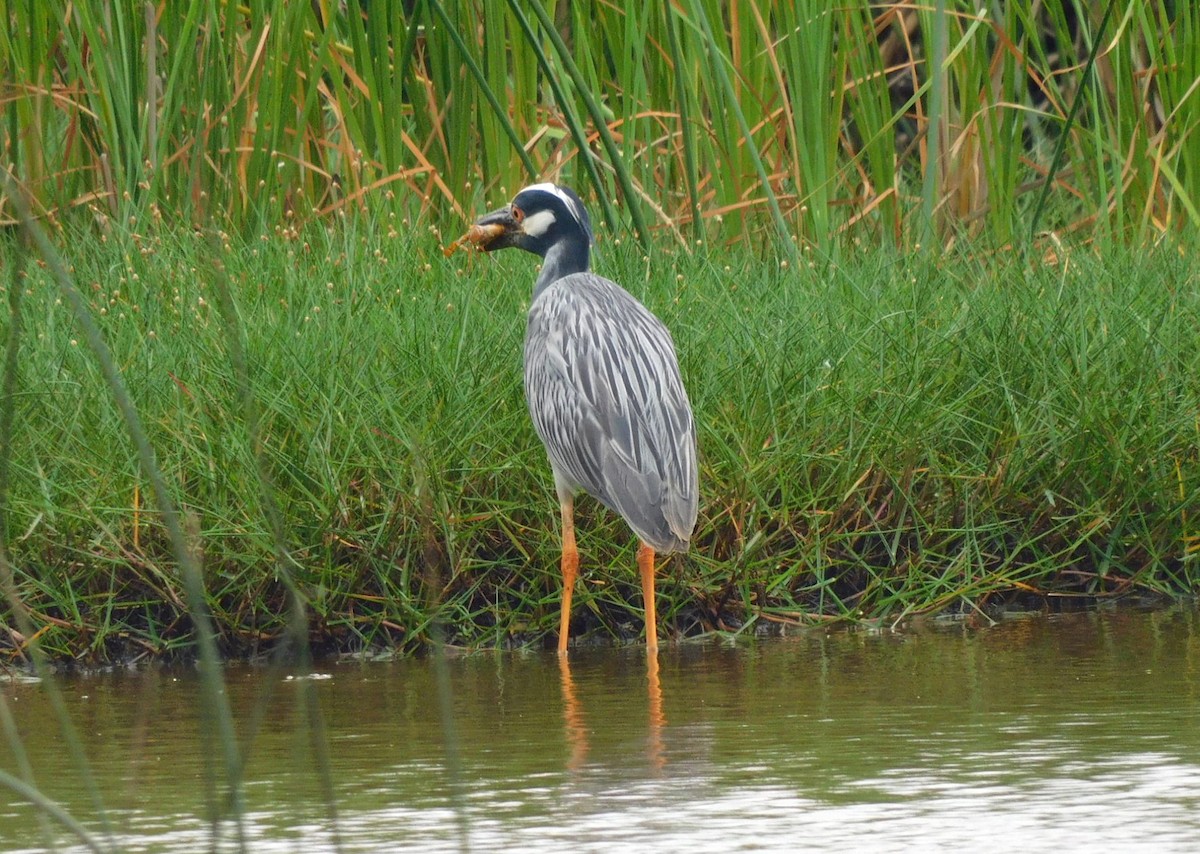 Yellow-crowned Night Heron - ML634325452