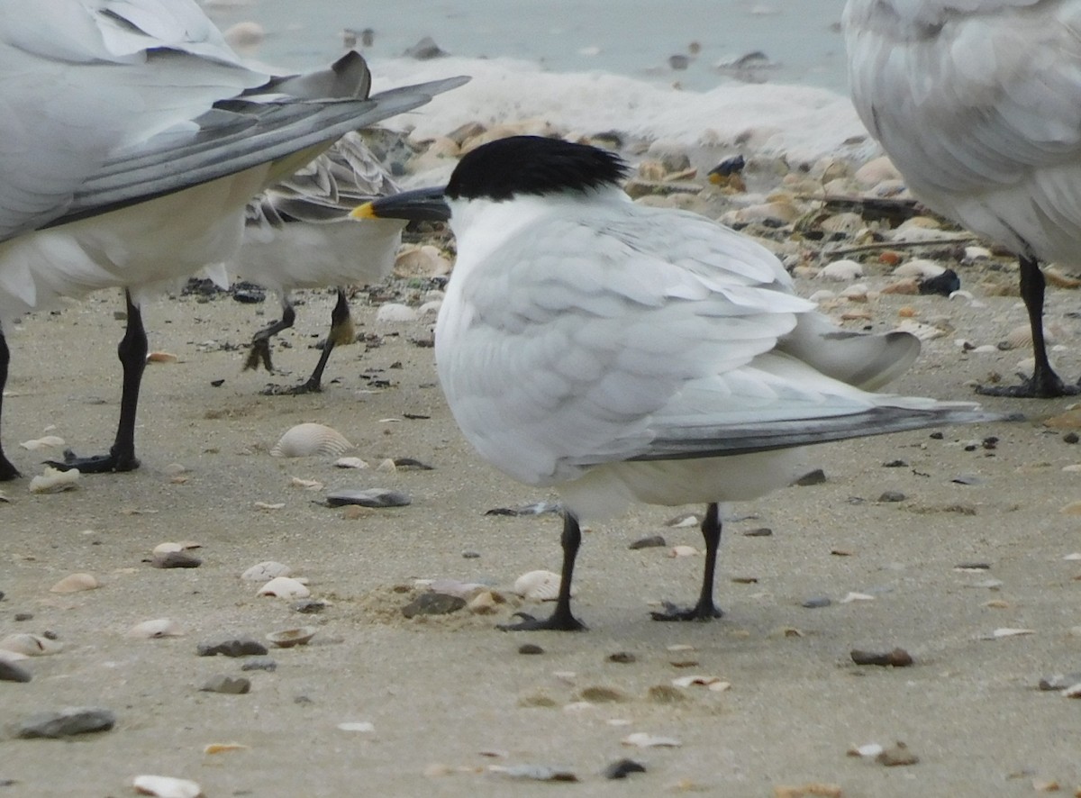 Sandwich Tern - ML634325460