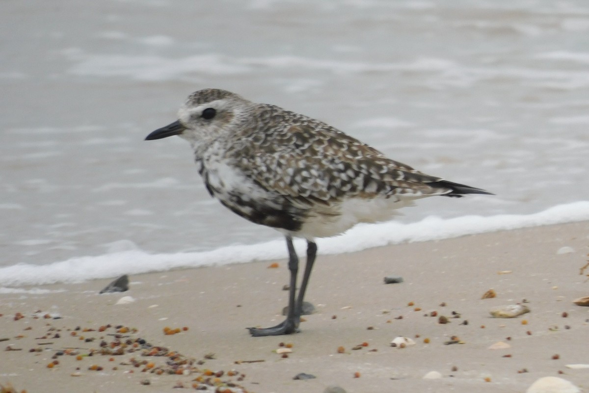 Black-bellied Plover - ML634325464