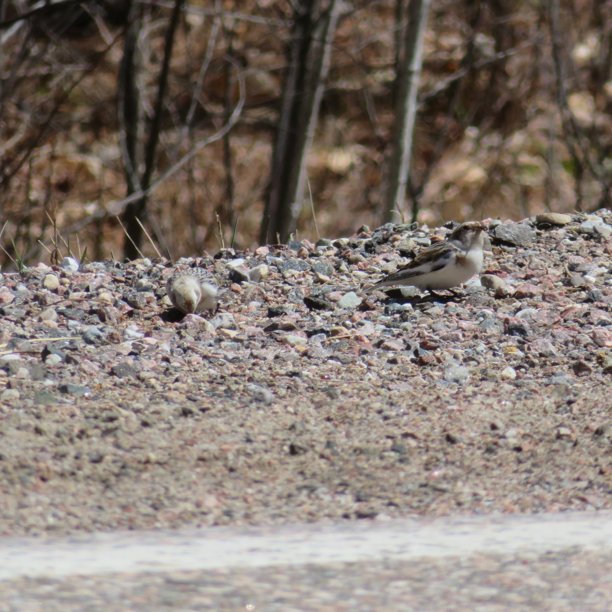 雪鵐 - ML634325540