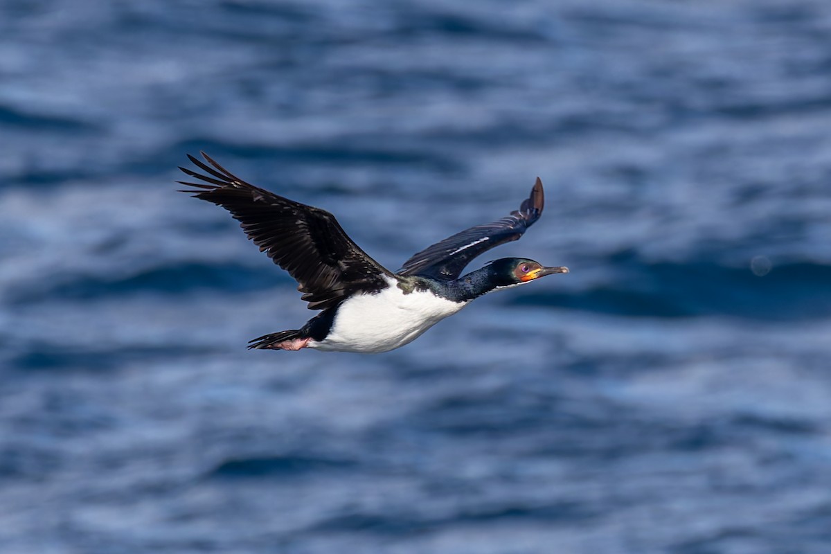 Auckland Islands Shag - ML634325550