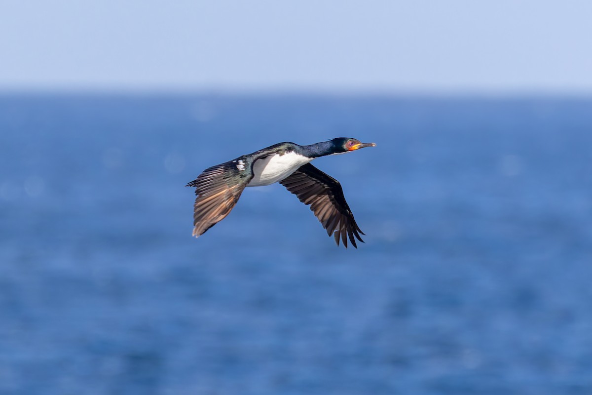 Auckland Islands Shag - ML634325555