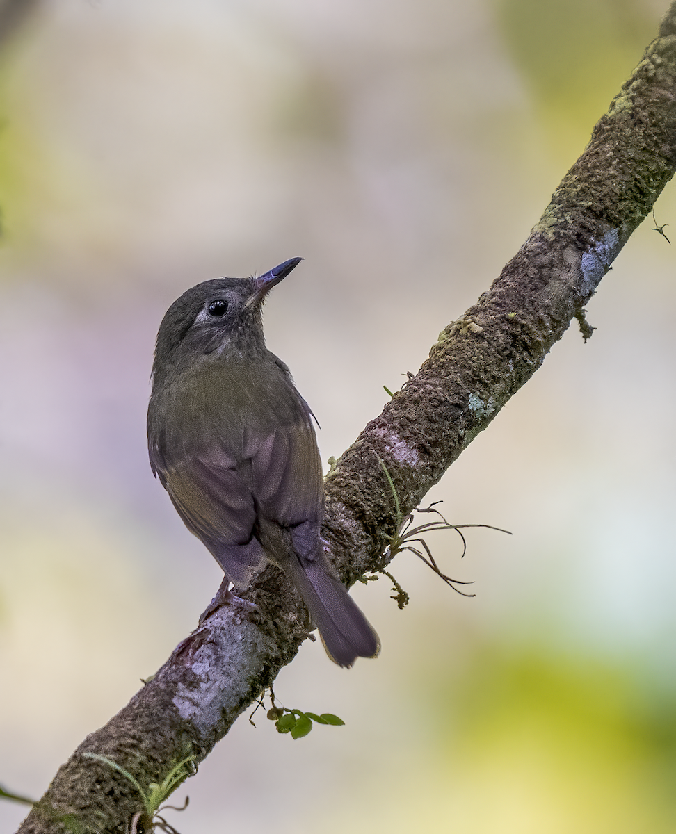 Streak-necked Flycatcher - ML634325596