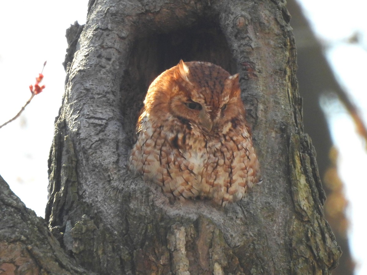 Eastern Screech-Owl - ML634325633