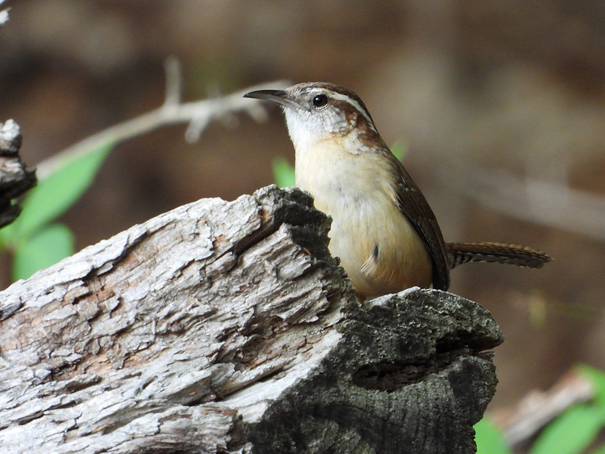 Carolina Wren - ML634325665