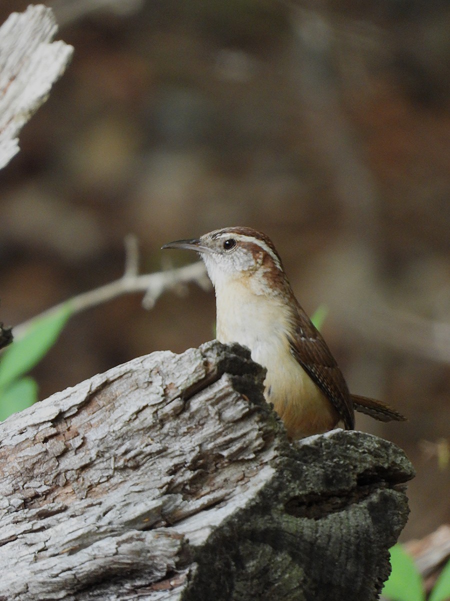 Carolina Wren - ML634325678