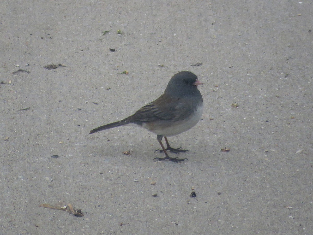 Dark-eyed Junco - ML634325782