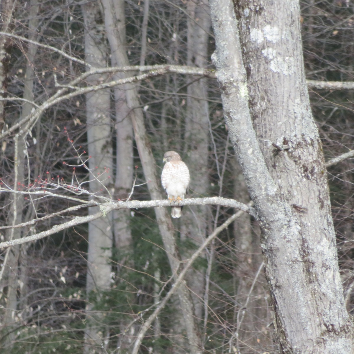 Broad-winged Hawk - ML634325839