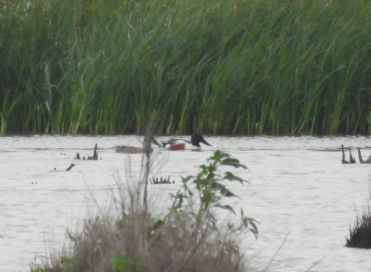 Northern Shoveler - ML634326026