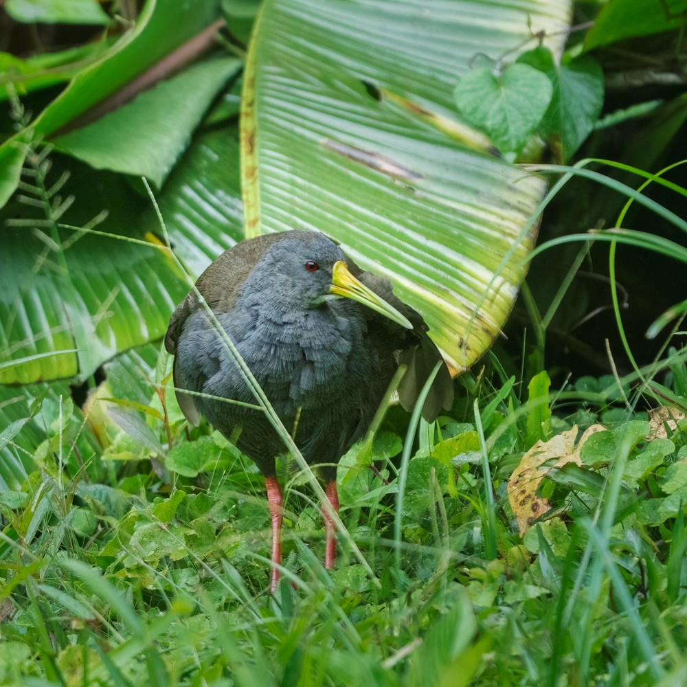 Blackish Rail - ML634326087