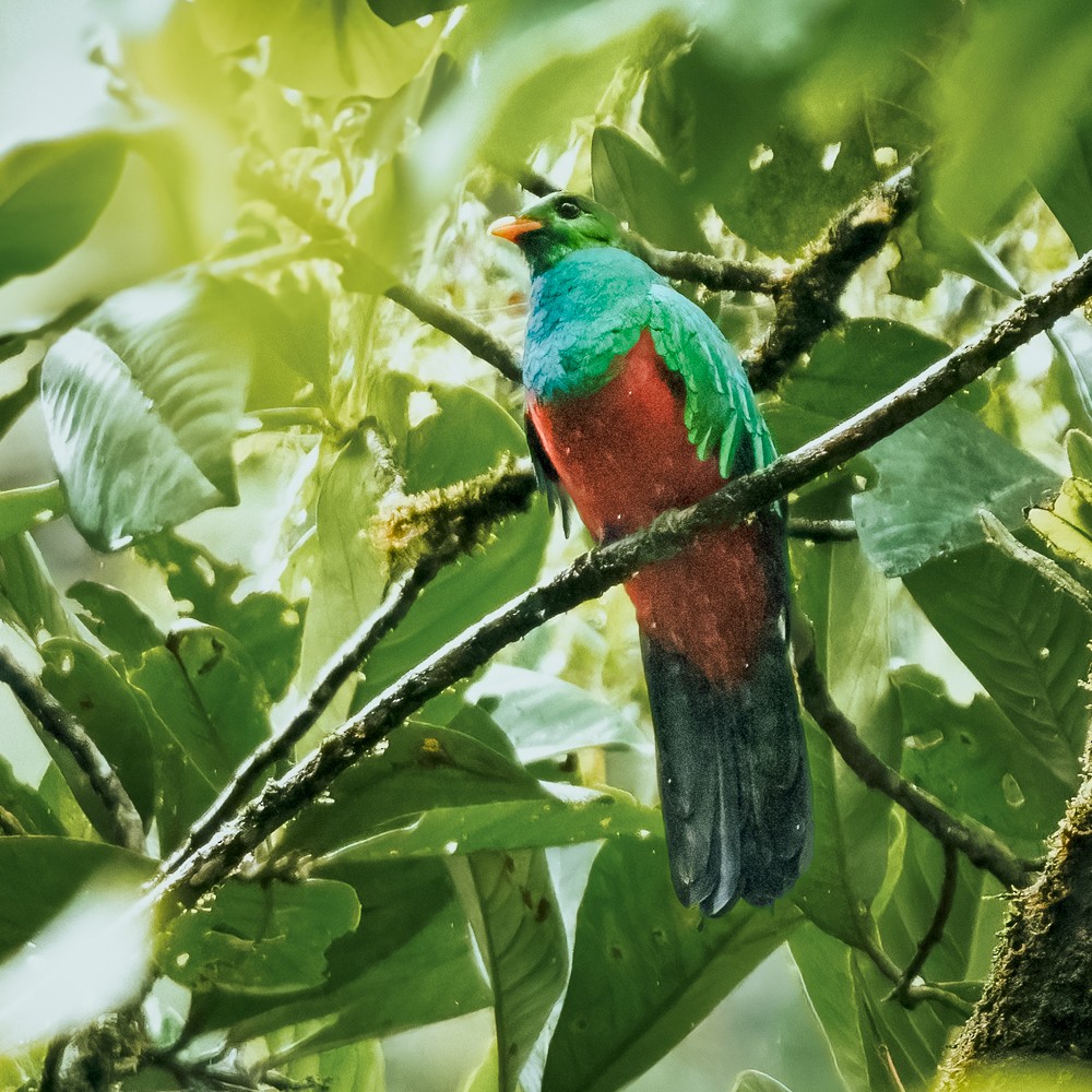 Crested Quetzal - ML634326090