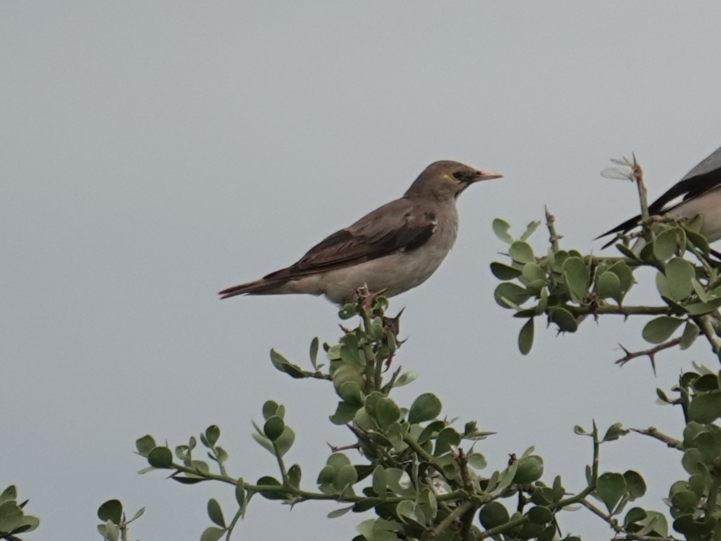 Wattled Starling - ML634326200