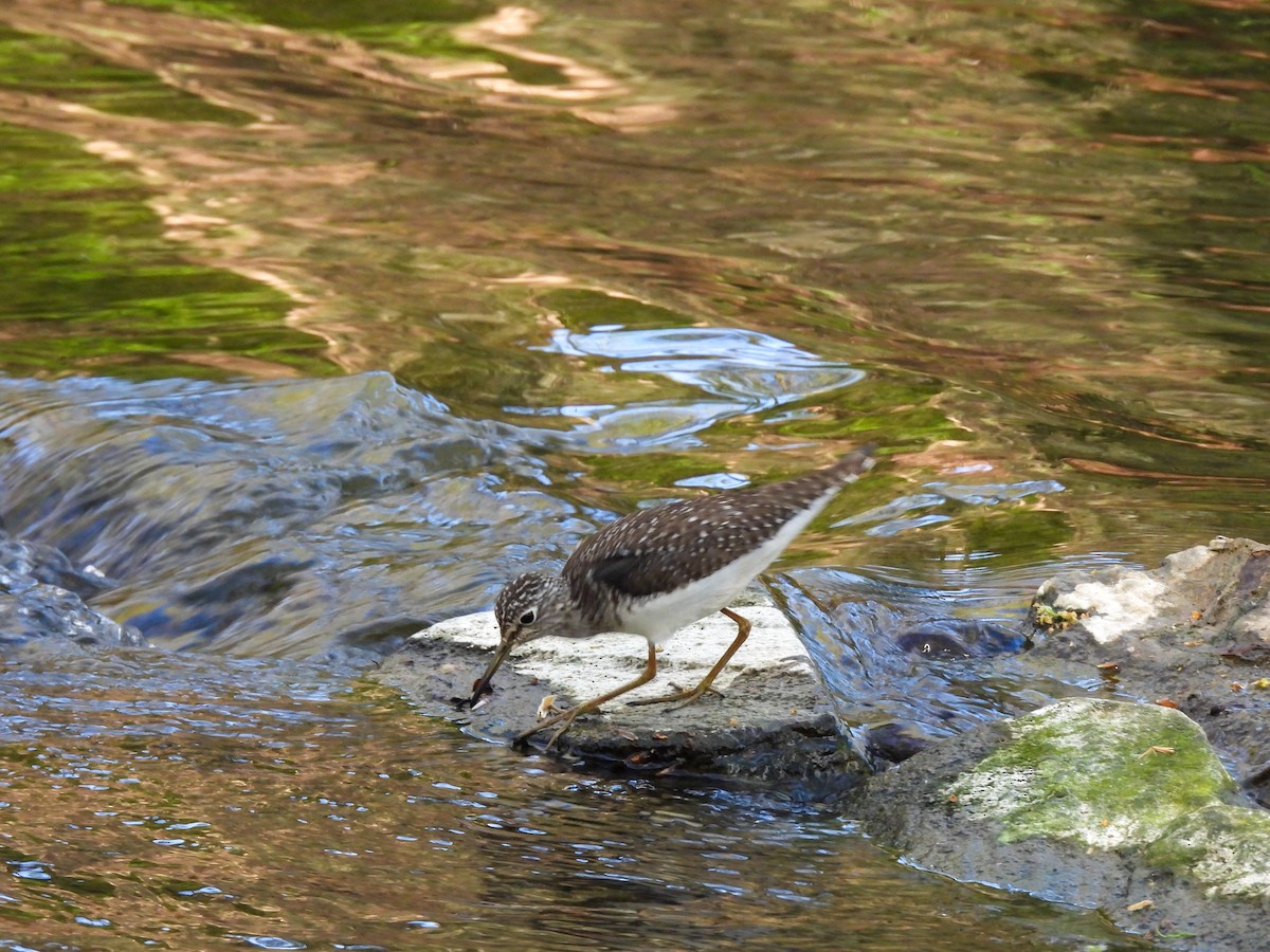 Solitary Sandpiper - ML634326215