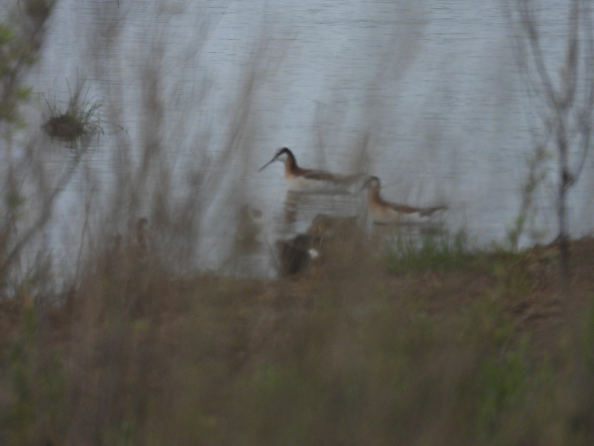 Wilson's Phalarope - ML634326218