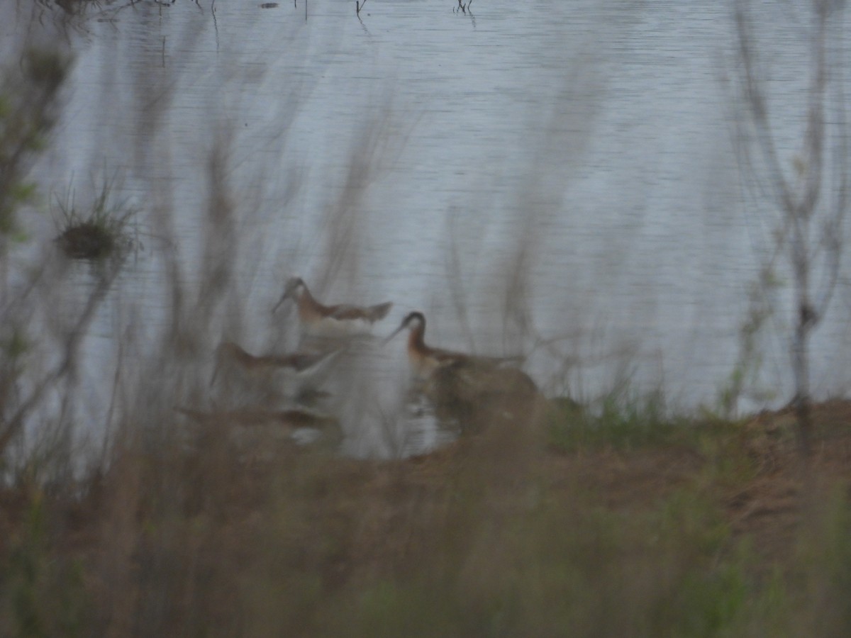 Wilson's Phalarope - ML634326220