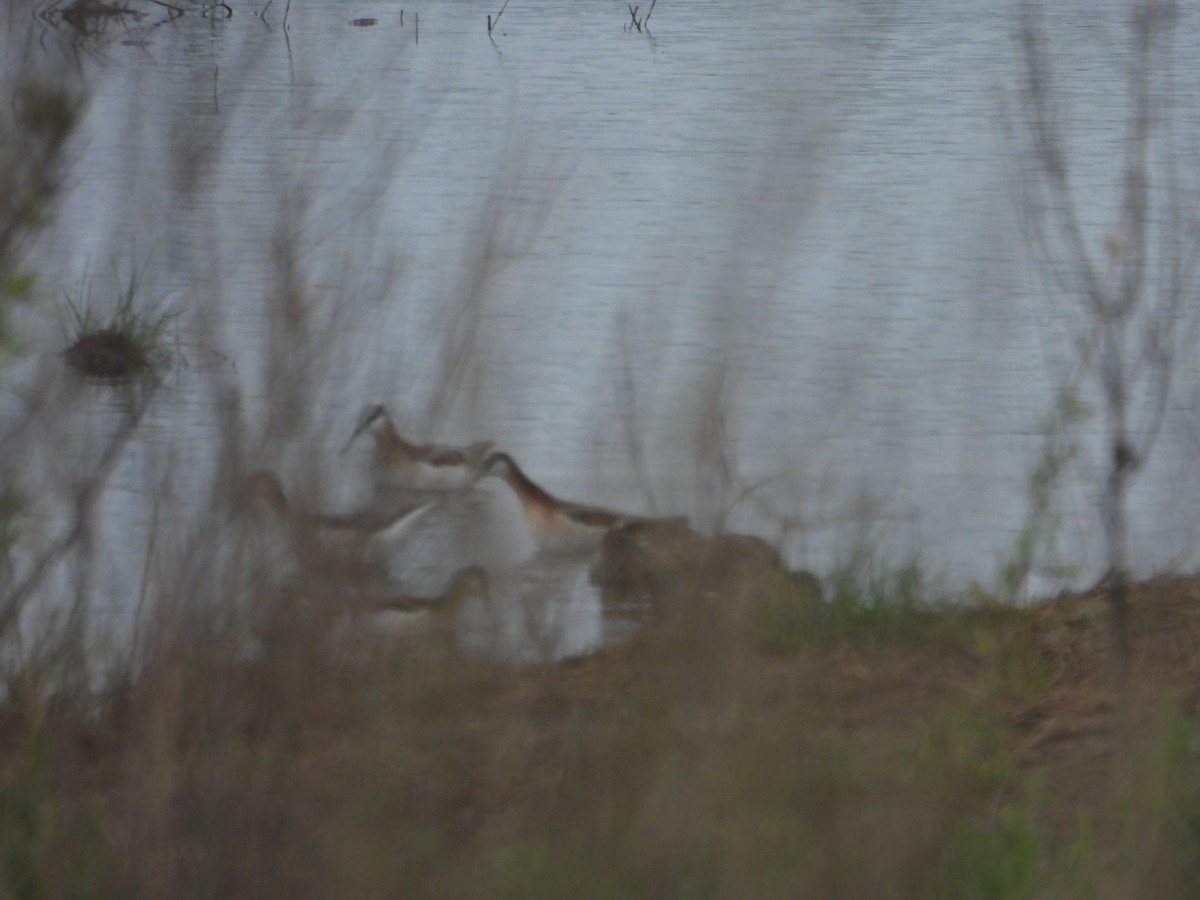 Wilson's Phalarope - ML634326222