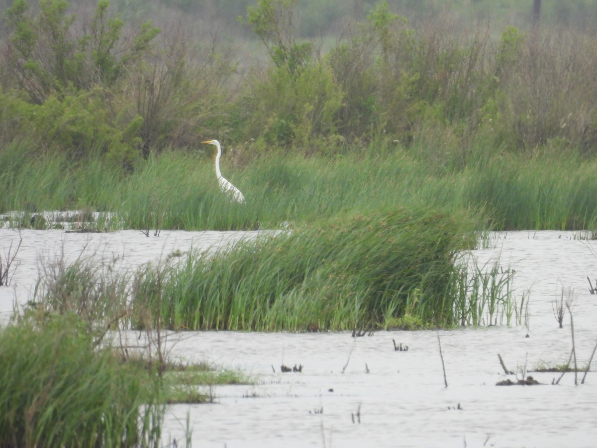 Great Egret - ML634326234