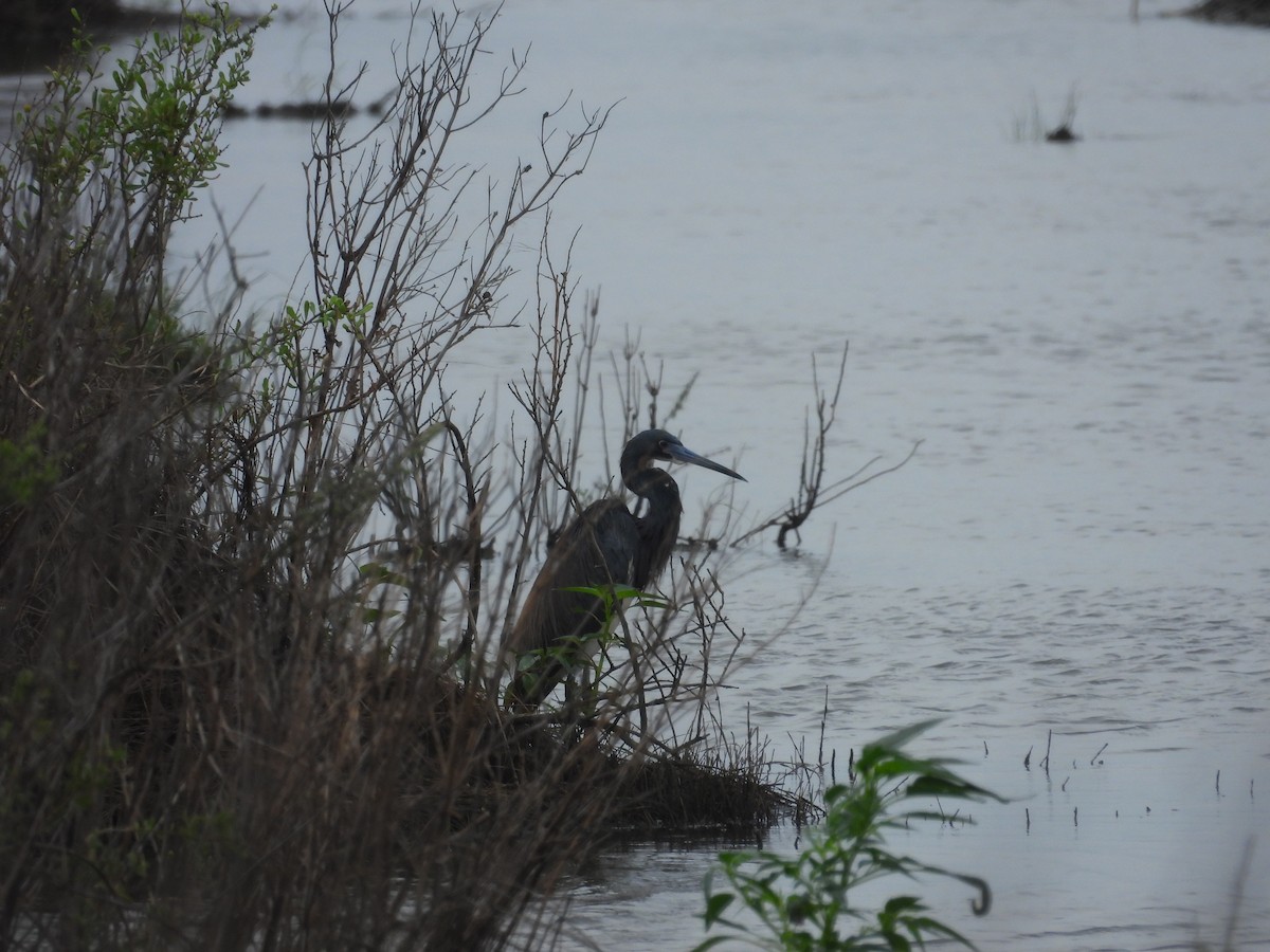 Tricolored Heron - ML634326251