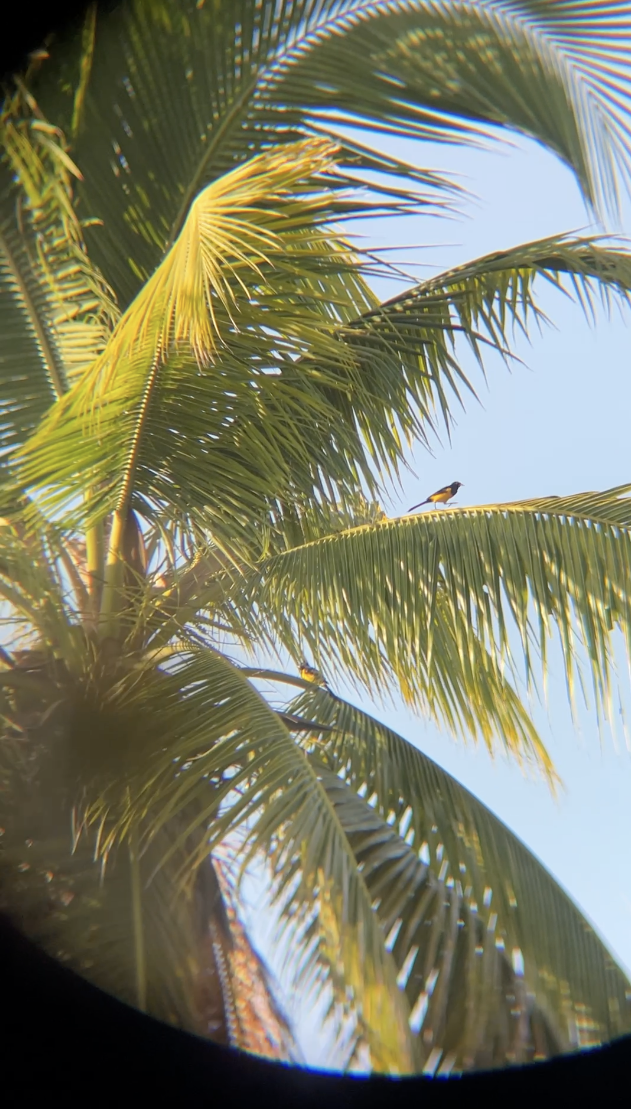 Black-vented Oriole - ML634326258