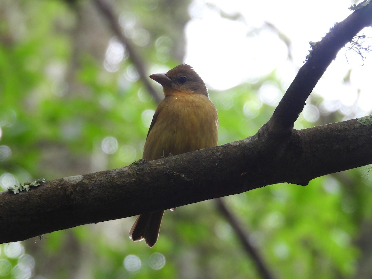 Summer Tanager - ML634326269