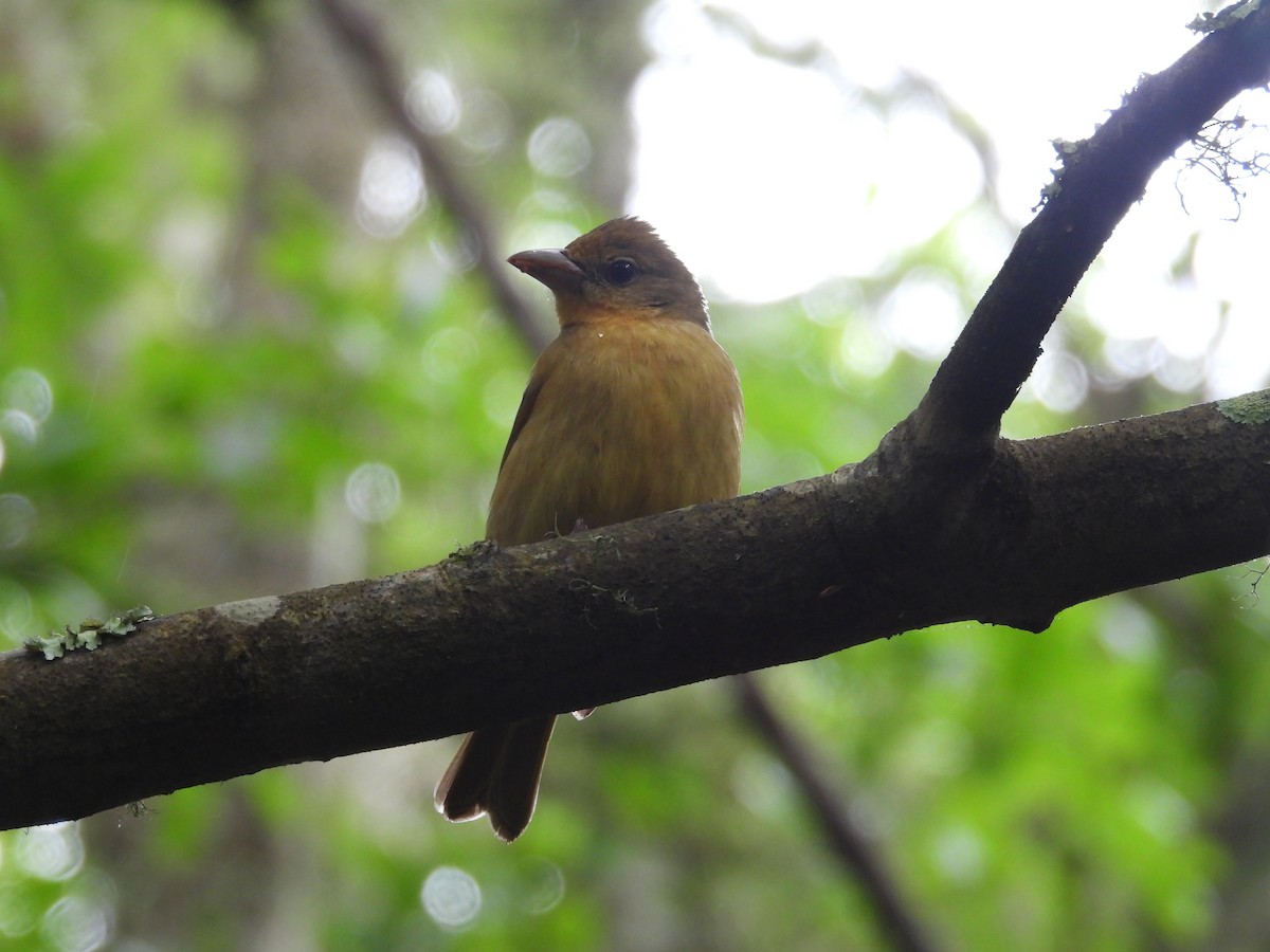 Summer Tanager - ML634326270