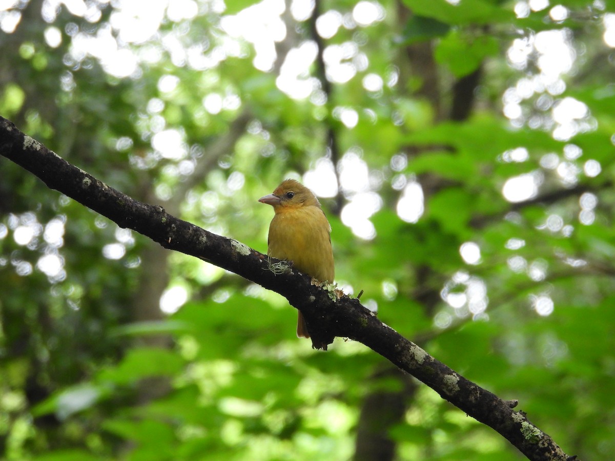 Summer Tanager - ML634326271