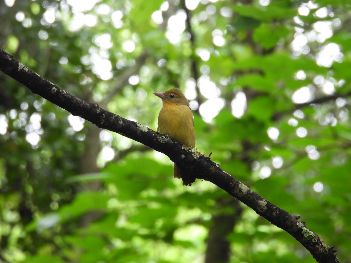Summer Tanager - ML634326272