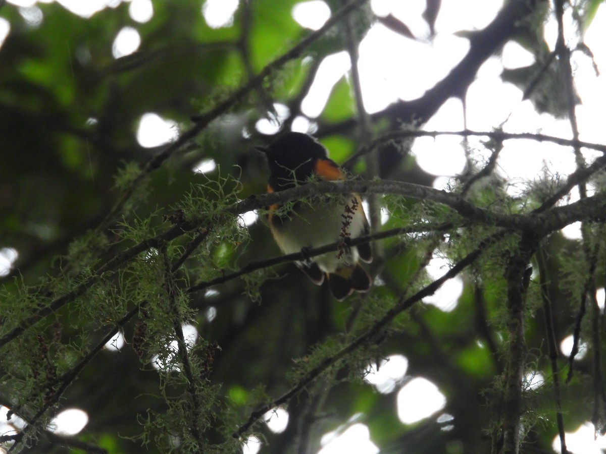 American Redstart - ML634326286