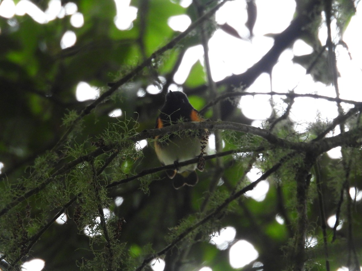 American Redstart - ML634326287