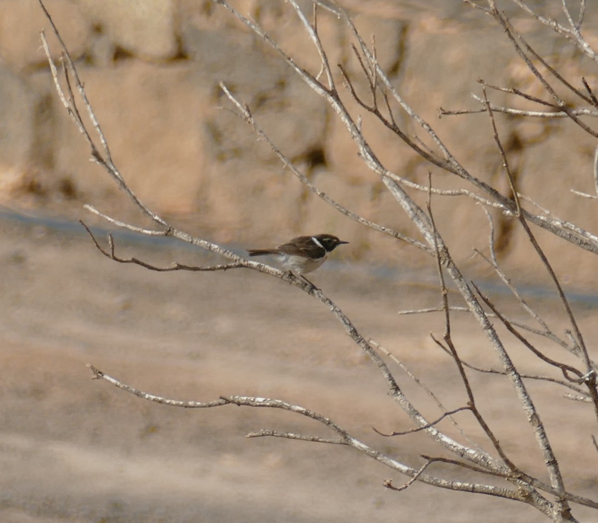 Fuerteventura Stonechat - ML634326330