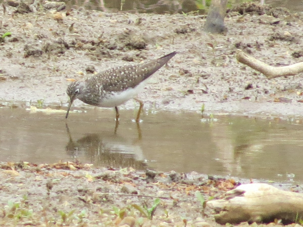 Solitary Sandpiper - ML634326413