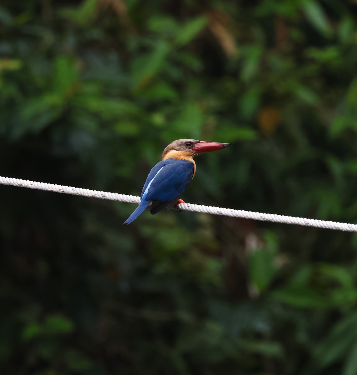 Stork-billed Kingfisher - ML634326646
