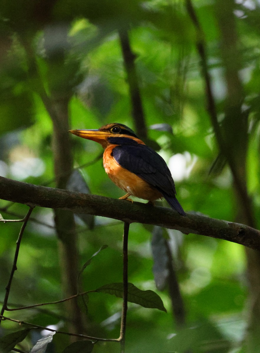 Rufous-collared Kingfisher - ML634326658