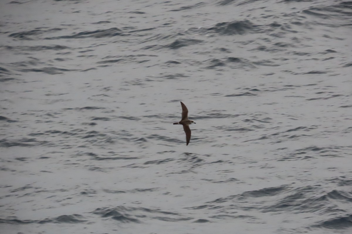Petrel de las Juan Fernández - ML634326697