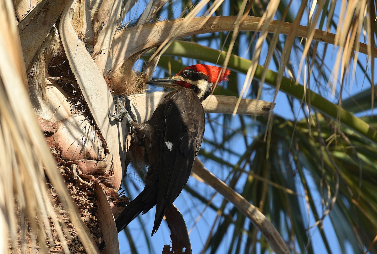 Pileated Woodpecker - ML634326704