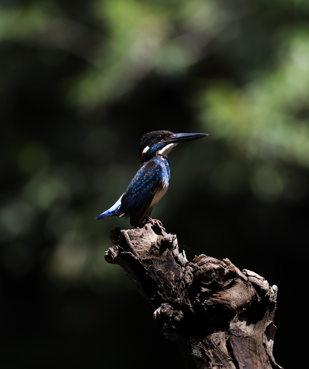 Malaysian Blue-banded Kingfisher - ML634326740