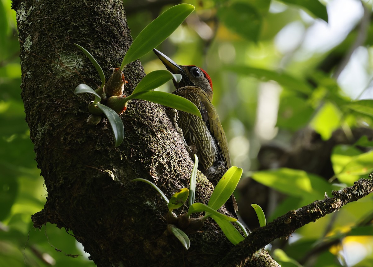 Streak-breasted Woodpecker - ML634326798